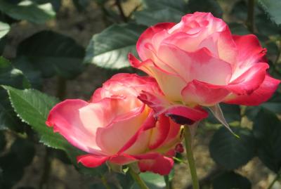 2014春、東山植物園の薔薇(6/8)：ローズ・ドゥ・レッシュ、プリンセス・チチブ