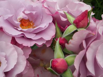 ２０１４　ローズガーデンの美しい花と素敵な香りで癒される　館林トレジャーガーデン