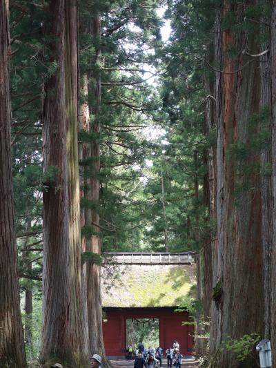 戸隠神社奥の院への道。すばらしい杉並木。日本の財産です。