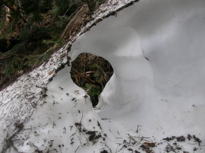 チョッと遅い春を覗きに奥日光「大真名子山」に登る