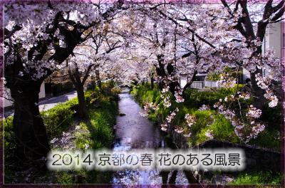 2014 京都の春　花のある風景