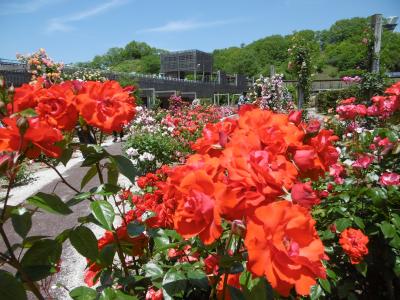 春は見納め♪満開のバラを求めて・・・・花フェスタ記念公園
