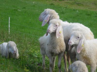 ヒツジに癒され、夏でも涼しいアナベルク（２０１３年　ヨーロッパ周遊　アナベルク編）