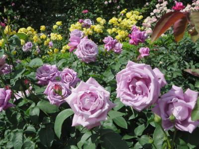 母と行くバラ真っ盛り＆假屋崎氏の献花公開の霊山寺☆バラは　バラは～　気高く～咲い～て♪