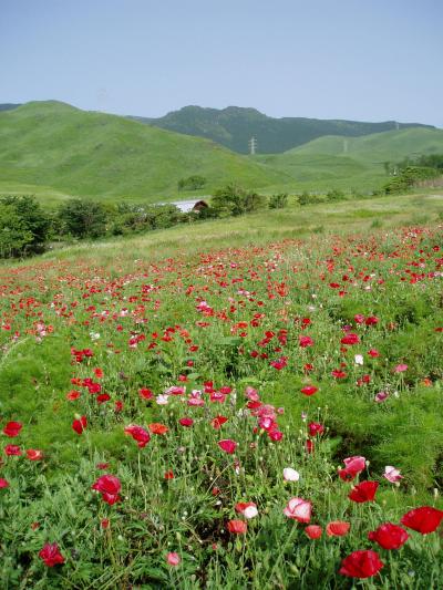 まるでコッツウォルズ？　麗しき南阿蘇のオープンガーデン