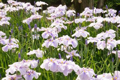 花菖蒲を愛でる　大阪府枚方市～山田池公園～