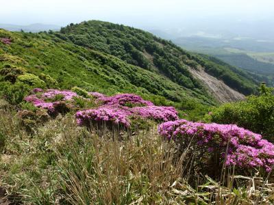 ミヤマキリシマ満開の涌蓋山　と　癒しの筋湯温泉☆