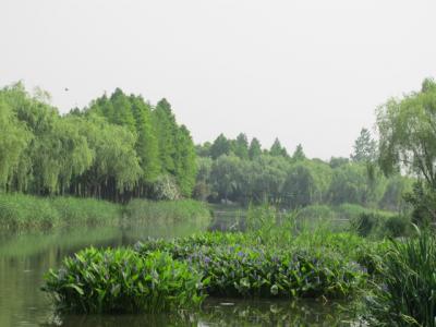 新江湾湿地公園