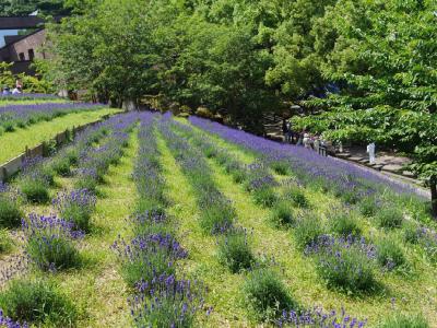 チャイナ•オン•ザ•パーク