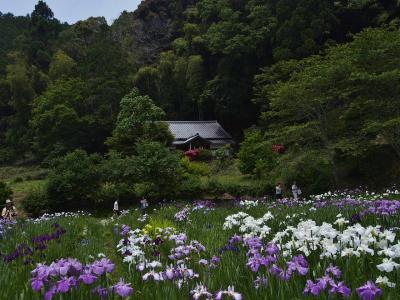 小國神社へ花菖蒲観賞に / 一宮花菖蒲園