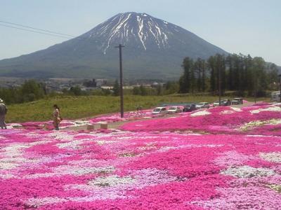 2014 6月　倶知安町の芝ざくら