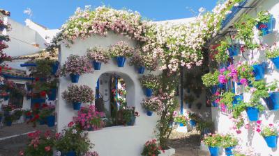 MILFLORES コルドバ パティオ祭で mil flores（千の花々）に埋もれる　-4-　SAN LORENZO 地区