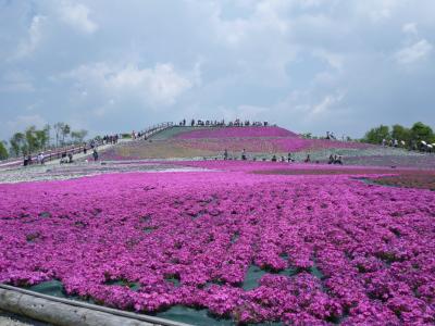 茶臼山高原　芝桜　2014