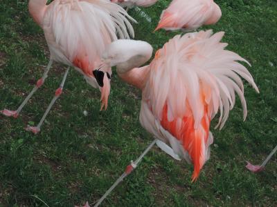 バニラエアで行く北海道2014●旭山動物園(旭川）編●