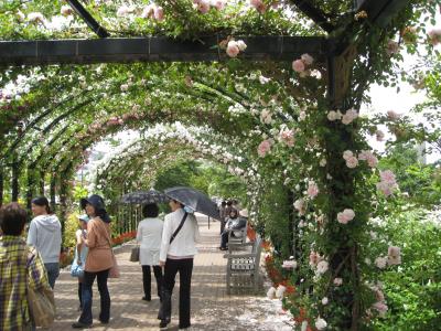 横浜イングリッシュガーデンへバラを見に