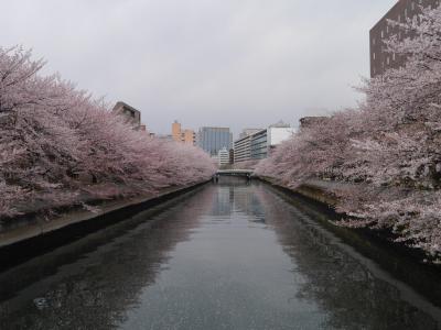 お花見　～門前仲町・大横川桜並木～