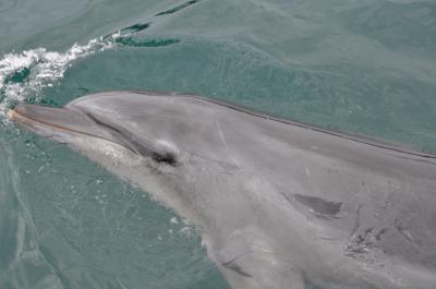 【2012お盆】みーたん太地町へ行く! の巻き
