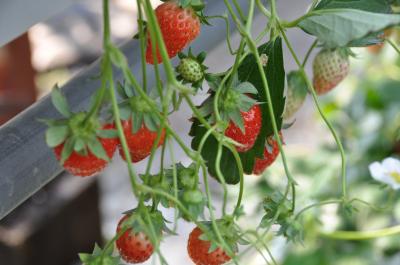 みーたん蒲郡へイチゴ狩りに行く!の巻き