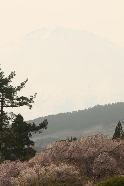 富士山と桜と見られなかったダイヤモンド富士を求めて?（富士霊園・三国峠）