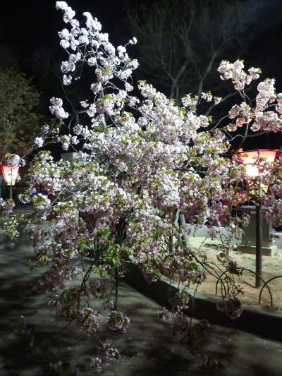 今年は満開で絶景の桜の通り抜けでした　【大阪　造幣局　】　何と桜の通り抜けの記念メダルが６２万円超えに絶句