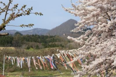 桜前線in長野