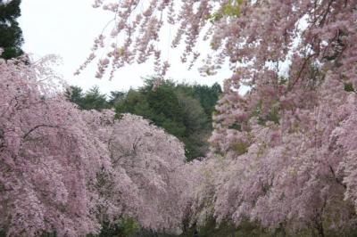 桜前線in 滋賀