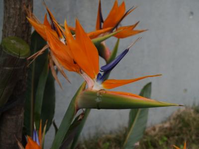 ストレリチア・レギナエ－鳥に似た花