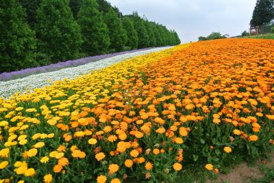 メナード青山リゾート　お花に癒され旅