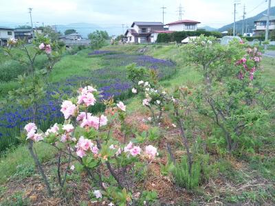 安曇野・大町花見旅