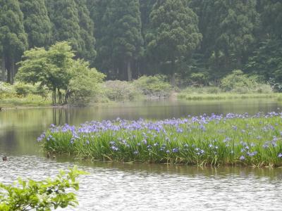 ♪～初夏の散策～♪　　　カキツバタの群生地（滋賀）・中池見湿地・池ノ河内湿原（福井）