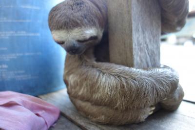 ブラジル出張　マナウスの休日（１）　アマゾン川クルーズ編