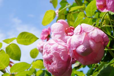 週末ちょっとおでかけ　大神ファームの薔薇