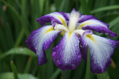 20140607-2 浜離宮庭園 雨の庭園では、花菖蒲が見頃やね