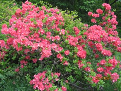 新緑の那須 つつじ、秘湯温泉、パワースポット、グルメ旅