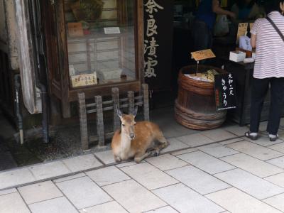 大仏プリンが食べてみたい！奈良をブラブラ歩いてみた。