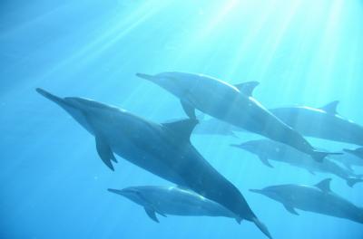 頑張り屋 ご褒美の旅