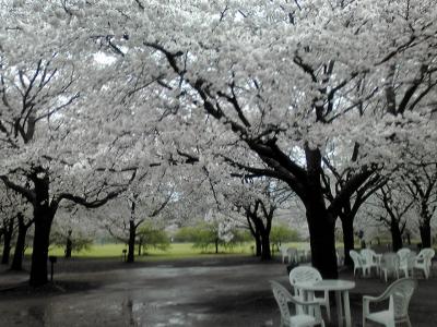 風土記の丘の桜