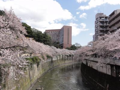 伝法院・椿山荘・皇居の桜・東京湾クルーズ