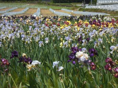 ジャーマンアイリスを見に・徳良湖花笠の丘