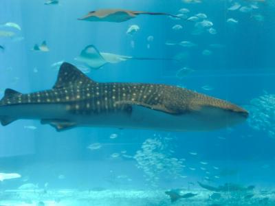 日本全国酒蔵巡り～琉球編～　