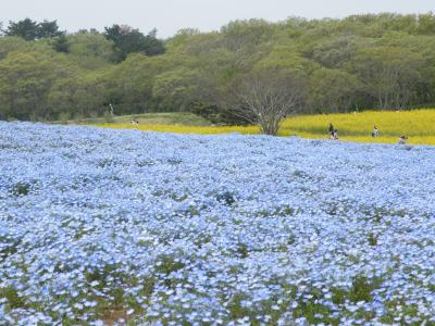 春の花三昧とはまぐり三昧