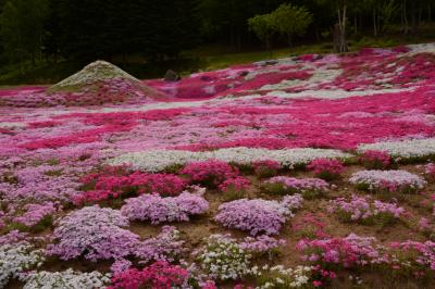 羊蹄山は見えなかったけれど、三島さんちの芝桜は待っていてくれました! 編~2014北海道の旅2