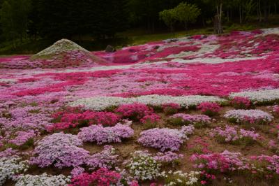 羊蹄山は見えなかったけれど、三島さんちの芝桜は待っていてくれました！　編～2014北海道の旅2