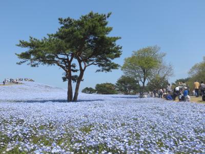 茨城・ひたち海浜公園　