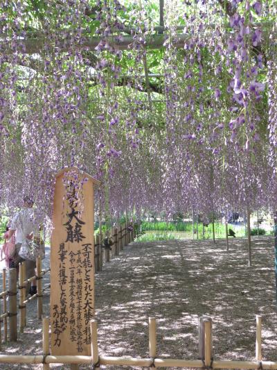 栃木・あしかがフラワーパーク