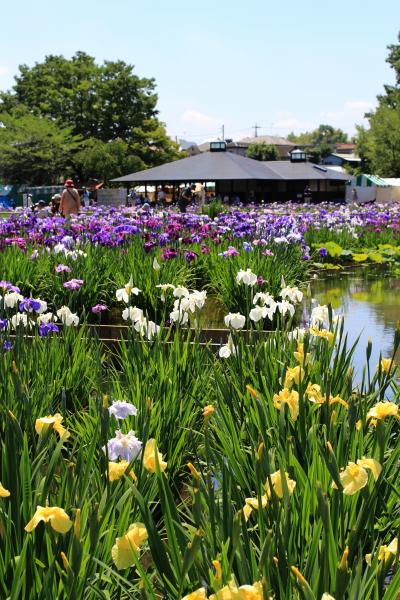 2014年東村山北山公園の菖蒲まつり