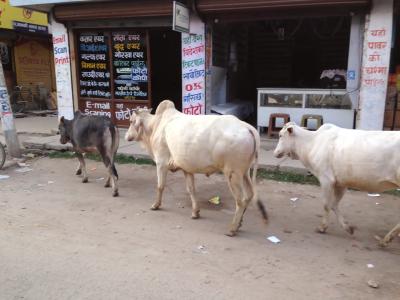 アジア周遊旅行２０１４　パート２（ネパール・カトマンズ編）