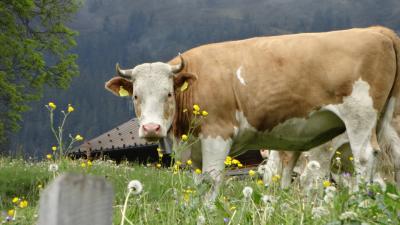 弾丸旅! スイスに行ってみよう 2014 ②-1