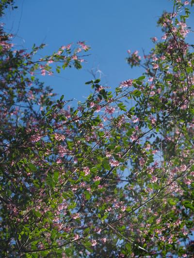 満開の萩の花（横浜市戸塚区舞岡町）