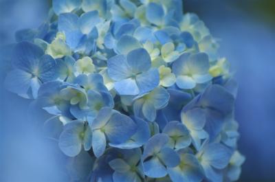 雨上がりの紫陽花に会いたくて・・府中にある「郷土の森」へ